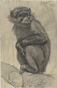 Affe auf einem Ast