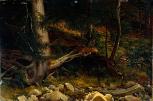 Studie des Waldbodens