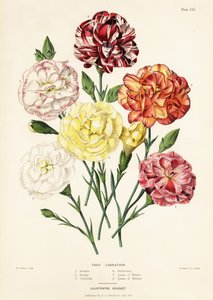 Baumnelkenarten, Dianthus caryophyllus: Ariadne 1, Schönheit 2, Garibaldi 3, Perfektion 4, Königin der Weißen 5, Königin der Gelben 6