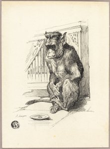 Bettelnder Affe
