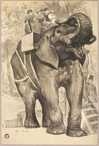 Elefant mit Reitern