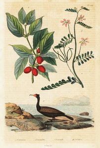 Kormoran, Kornelkirsche und Skorpionswicke von Auguste Dumenil