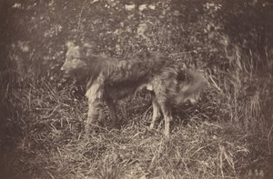Studie eines Hundes, späte 1870er