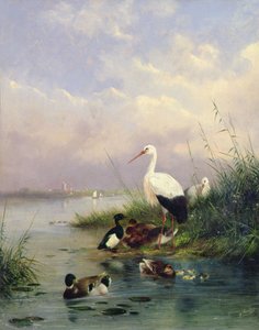 Eine Familie von Stockenten, zwei Störche und eine Familie von Reiherenten von Augustus Knip