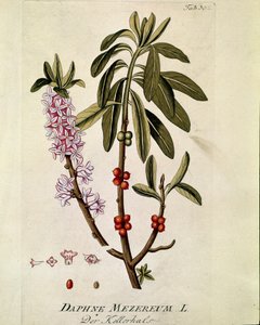 Botanisch: Bois-joli (Daphne mezereum) Tafel aus Medicinalium secundum Linnaei digestarum von Joseph Jacobi Plenck (1735-1807) 1788-1803 Private Sammlung von Austrian School