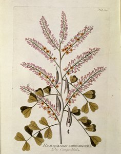 Botanik: „Campeche“ (Haematoxylon campechianum), Tafel aus „Medicinalium secundum Linnaei digestarum“ von Joseph Jacobi Plenck (1735-1807) 1788-1803, Privatbesitz von Austrian School