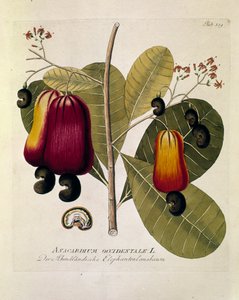 Botanik: „Cashewnüsse“ (Western Anacardium) Tafel gezeichnet aus „Medicinalium secundum Linnaei digestarum“ von Joseph Jacobi Plenck (1735-1807) 1788-1803 Private Sammlung