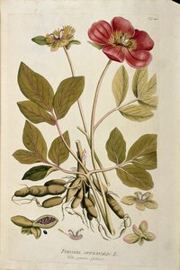 Botanik: „Pfingstrose officinale“ (Paeonia officinalis) Tafel aus „Medicinalium secundum Linnaei digestarum“ von Joseph Jacobi Plenck (1735-1807) 1788-1803 Private Sammlung von Austrian School