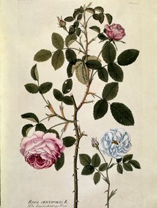 Botanik: Rose mit hundert Blättern (Rosa centifolia) Tafel aus „Medicinalium secundum Linnaei digestarum“ von Joseph Jacobi Plenck (1735-1807) 1788-1803 Private Sammlung von Austrian School