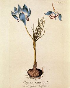 Botanik: „Safran“ (Crocus sativum) Tafel aus „Medicinalium secundum Linnaei digestarum“ von Joseph Jacobi Plenck (1735-1807) 1788-1803 Privatsammlung