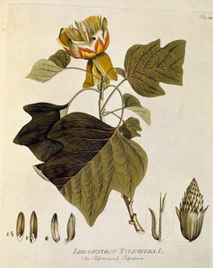 Botanik: „Tulpenbaum von Virginia“ (Liriodendron tulipifera) Tafel aus „Medicinalium secundum Linnaei digestarum“ von Joseph Jacobi Plenck (1735-1807) 1788-1803 Privatsammlung von Austrian School