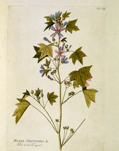 Botanik: „Große Malve“ (Malva sylvestris), Tafel aus „Medicinalium secundum Linnaei digestarum“ von Joseph Jacobi Plenck (1735-1807) 1788-1803, Privatbesitz