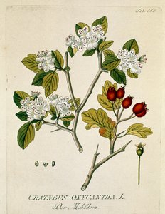 Botanik: „Dornige Weißdorn“ (Crataegus oxycantha) Tafel aus „Medicinalium secundum Linnaei digestarum“ von Joseph Jacobi Plenck (1735-1807) 1788-1803 Private Sammlung von Austrian School