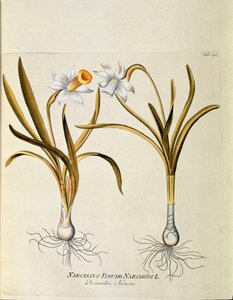 Botanisch: Gelbe Narzisse oder Trompete (Narcissus pseudonarcissus) Tafel aus Medicinalium secundum Linnaei digestarum von Joseph Jacobi Plenck (1735-1807) 1788-1803 Private Sammlung von Austrian School