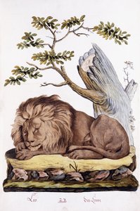 Löwe, 1794 von Austrian School