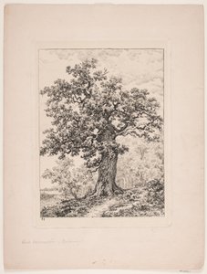 Niels Ebbesens Eiche. Gyllingnæs Wald von Axel Schovelin