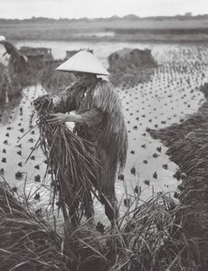 Japan: Reisernte in der Nähe von Niigata von Axel von Graefe