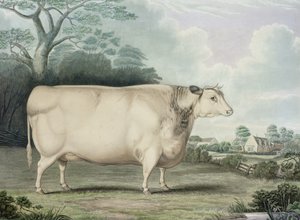 Die Habertoft-Kurzhorngesellschaftskuh, graviert von C. Hunt, 1842