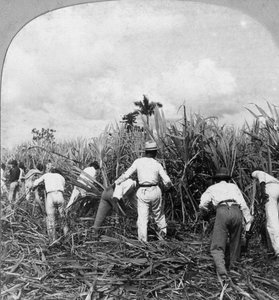 Zuckerrohrernte, Rio Pedro, Puerto Rico, 1900