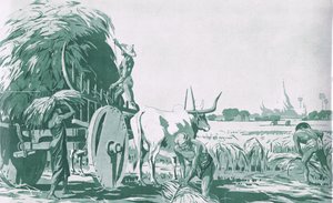 Ein Reisfeld in Burma, aus MacMillan Schulplakaten, ca. 1950-60er Jahre (Lithografie)