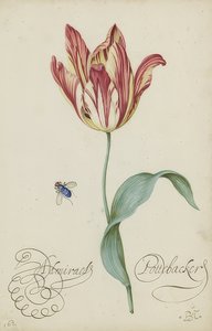 Studie einer Tulpe und einer Fliege von Balthasar van der Ast