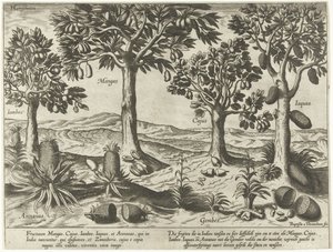 Obstbäume und -sträucher aus Ostindien von Baptista van Doetechum