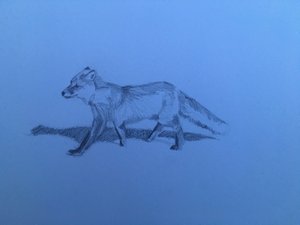 Fuchs, 2018 von Barbara Hoogeweegen