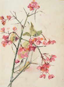 Rosa Blumen