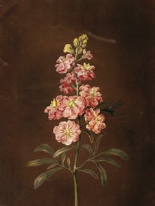 Eine rosa Stockrose mit einer Libelle