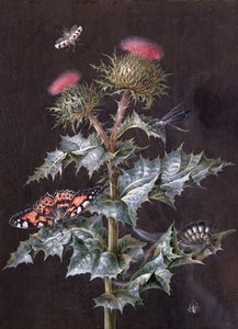 Studie einer Distel mit Insekten