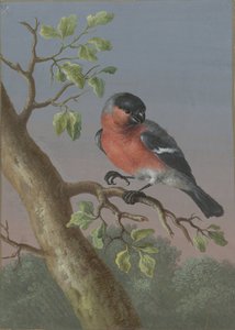 Gimpel Vier Gouachen von Vögeln (Serientitel)