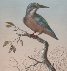 Eisvogel
