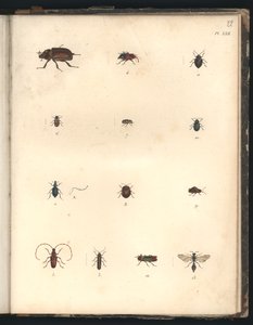 Käfer und Wespen, Pl.XXII, Illustration aus 