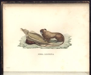 Simia leonina, Pl.V, Illustration aus Beobachtungen aus der Zoologie und Vergleichenden Anatomie gesammelt auf einer Reise nach den Tropen-Ländern des neuen Kontinents, in den Jahren 1799, 1800, 1801 von Baron Friedrich Alexander von Humboldt