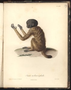 Simia melanocephala, Pl. XXIX, Stahlstich von Louis Bouquet (1765-1814) nach einer Gravur von Nicola Huet (1770-1827), Illustration aus Recueil d
