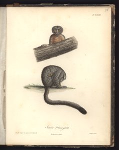 Simia trivirgata, Pl.XXVIII, stahlgraviert von Louis Bouquet (1765-1814) nach einer Gravur von Nicola Huet (1770-1827), Illustration aus 