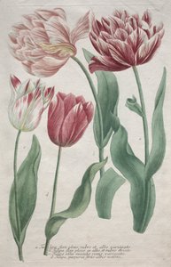 Tulpen