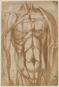 Studie eines gehäuteten Torsos, 1554 von Bartolommeo da Arezzo