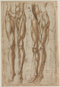 Zwei Studien eines gehäuteten Mannes recto Studie eines gehäuteten Torsos verso, 1554 von Bartolommeo da Arezzo