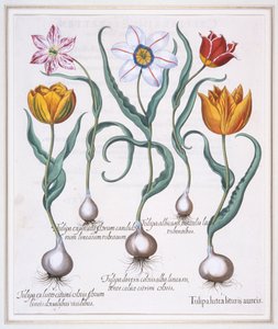 Tulipa Lutea Lituris Aureis, Gebrochene gelbe Sylvestris-Tulpe, 1613