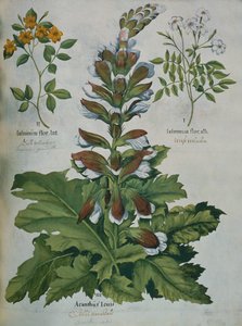 Ein Blatt aus Beslers Hortus Eystettensis von Basilius Besler