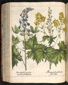 Aconitum lycoctonum (Wolfswurz) aus Hortus Eystettensis, Basilius Besler von Basilius Besler