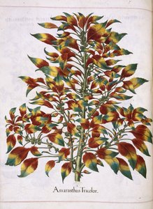 Amaranthus Tricolor, aus 