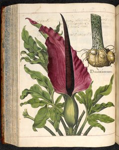 Dracontium Maius, aus Hortus Eystettensis, von Basilius Besler von Basilius Besler