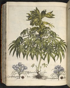 Helleborus, Illustration aus 