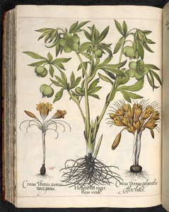 Helleborus niger, Crocus vernus, aus Hortus Eystettensis, von Basilius Besler von Basilius Besler