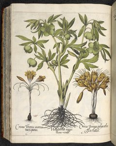 Helleborus niger, Illustration aus 