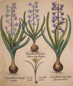 Hyacinthus orientalis floreduplici-Hyacinthus orientalis violaceo albislienis-Crocus vernus albus fundo violaceo-Hyacinthus orientalis reflexis folys colore violaceo von Basilius Besler