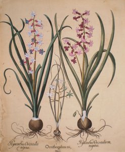 Hyacinthus orientalis mixtus-Ornithogalum minus-Hyacinthus orientalis veriegatus von Basilius Besler