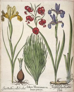 Iris, aus 